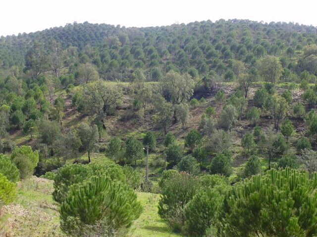 Silves, Land For Sale
