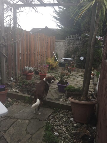 Dublin, Room For Rent Dublin, Room For Rent