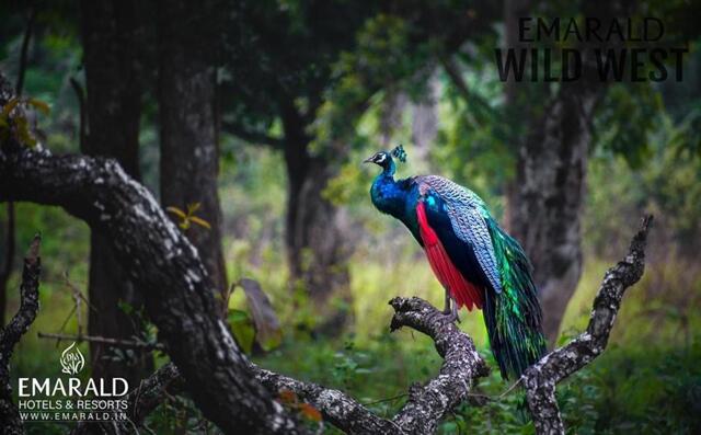 Near Sale Tax Check Post, Muthanga, Sulthan Bathery, Wayanad, Emarald Wild West