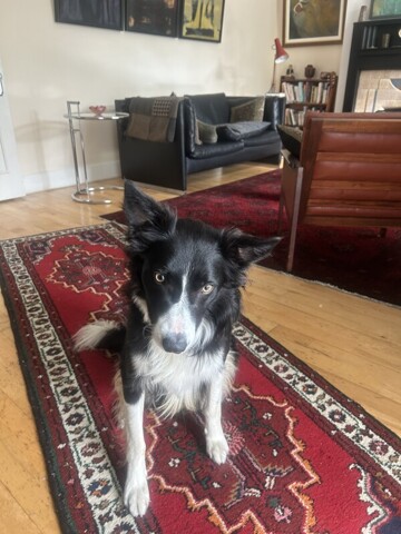 Dunlaoghaire, Room For Rent