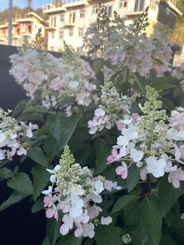 Chilliwack, Room For Rent Chilliwack, Room For Rent