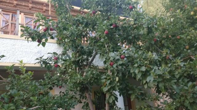 Chubi ,leh, Chubi Sponbo Guest