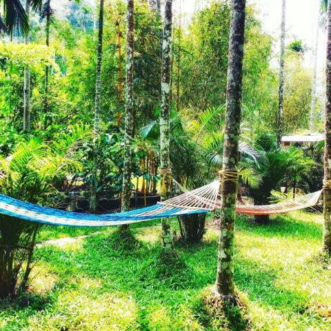 Estate Road Glendale Tree Cottages Wayanad, Wayanad, Glendale Homes Wayanad