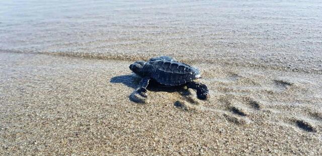 Dalumpinas Oeste, La Union, Gkrr Transient House