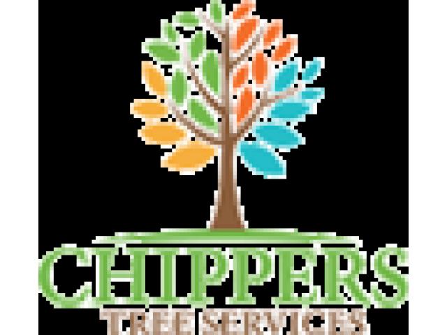 Tree Pruning Service Dallas