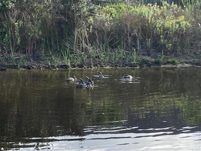 Lake Michelle Security And Eco Estate, Noordhoek, Gorgeous 3-bedroom House