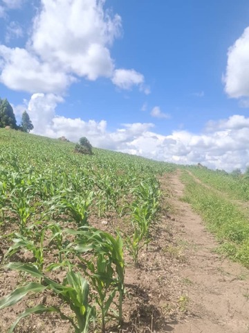 Kiwawu, Mityana, 2 Acre Land