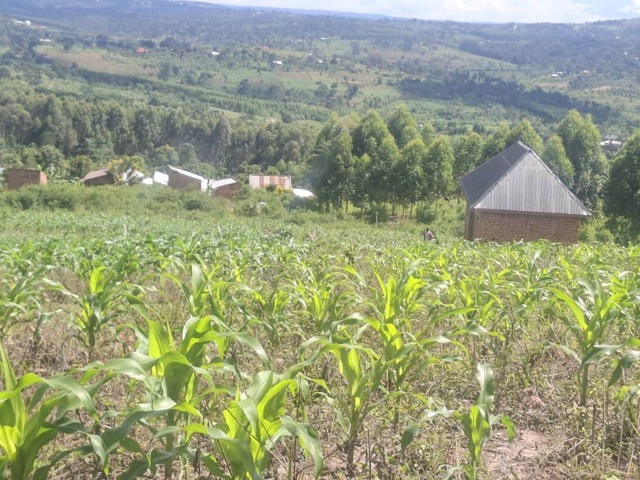 Kiwawu, Mityana, 2 Acre Land