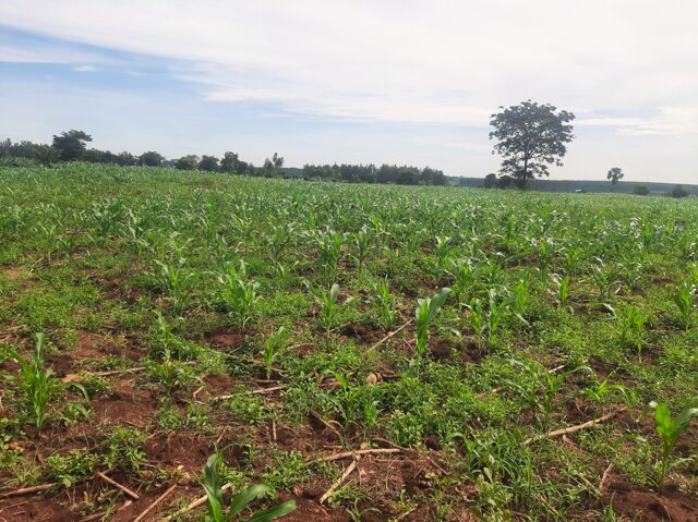 Butalangu, Nakaseke, 5 Acre Land