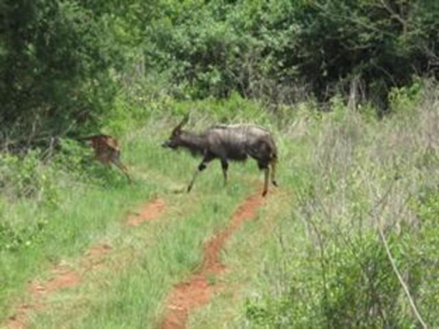 Off The N Towards Nelspruit, Houtboschoek, Mpumalanga, Houtboschoek, Caracal Lodge, Lodge