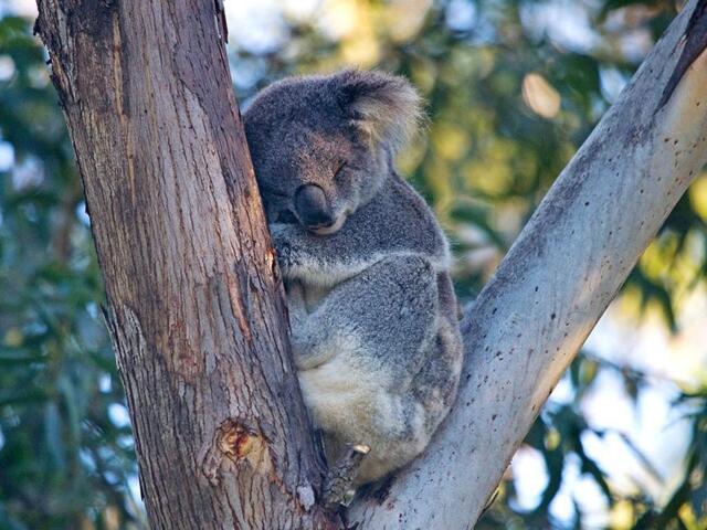Gan Gan Road, One Mile, Port Stephens, Port Stephens Koala Gan Gan Road, One Mile, Port Stephens, Port Stephens Koala