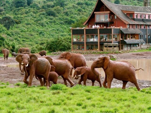 Aberdare National Park, Nyeri, Mweiga, The Ark Lodge
