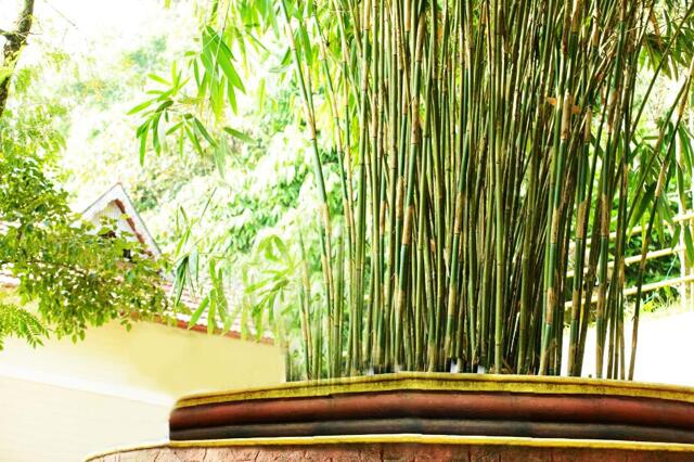 Muttil-nedumbala Road, Wayanad, Cybele Hill Resort