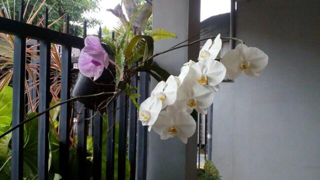Jalan Taman Raden Intan No  Arjosari Blimbing, Malang, Relic Room House
