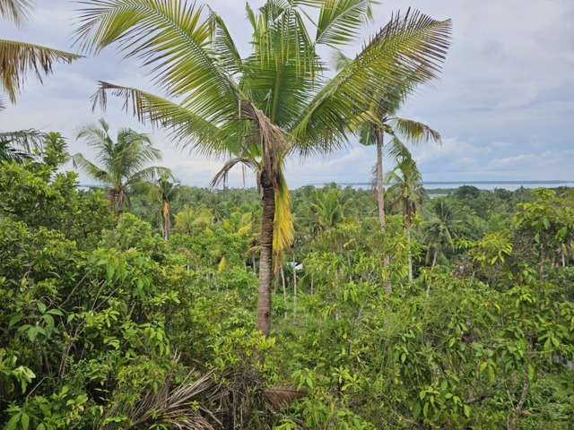 Catagbacan Handig, Loon, Lot For Sale Catagbacan Handig, Loon, Lot For Sale
