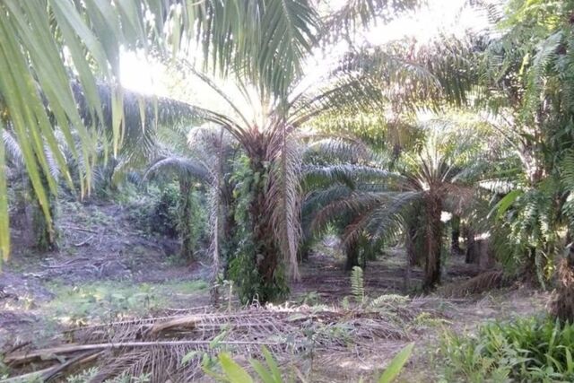 Rizal, Talibon, Lot For Sale