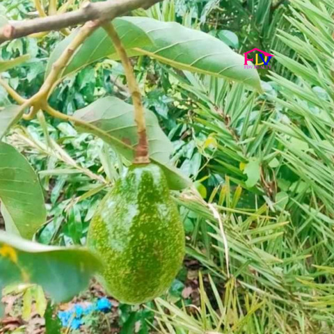 Carolina, Naga, Lot For Sale