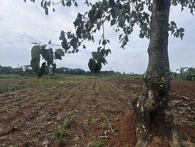 Sampaloc, Tanay, Lot For Sale