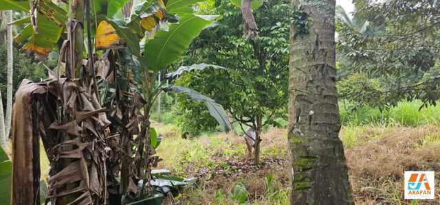 Baracatan, Davao, Lot For Sale